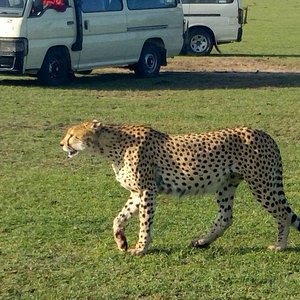 karibu safaris in kenya photos