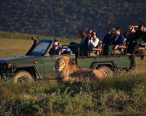 safari hermanus south africa
