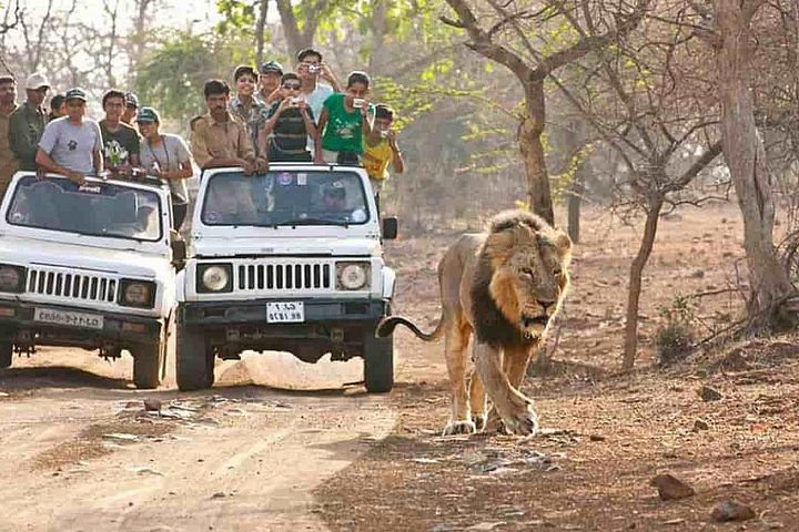 somnath to gir forest safari distance