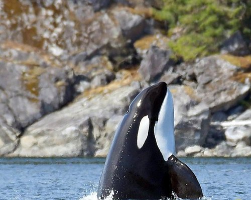 BIG ANIMAL ENCOUNTERS (Campbell River) - 2023 What to Know BEFORE You Go BIG ANIMAL ENCOUNTERS (Campbell River) - 2023 What to Know BEFORE You Go