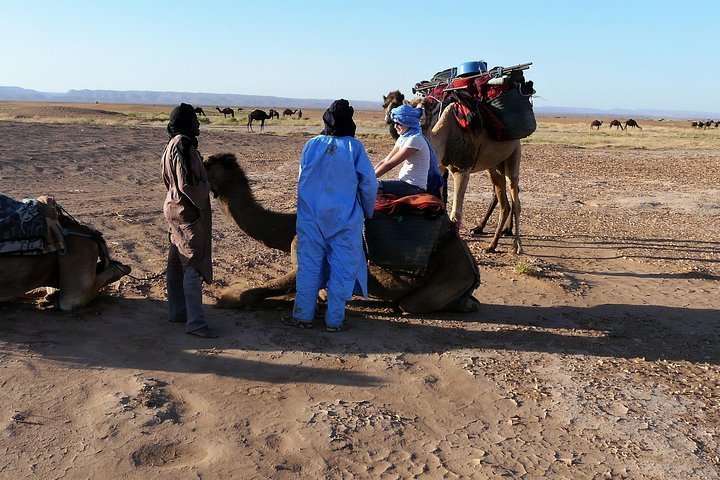 MoroccodeserttrekdromedaryMhamiddunes