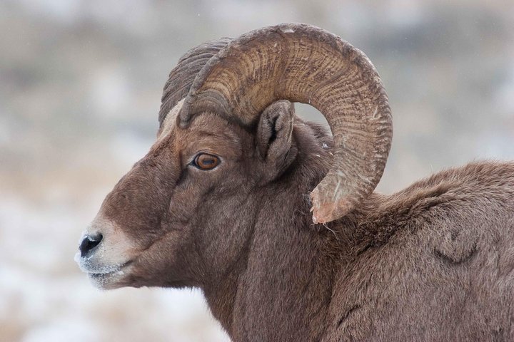 2024 Half-Day Grand Teton Wildlife Private Safari Tour