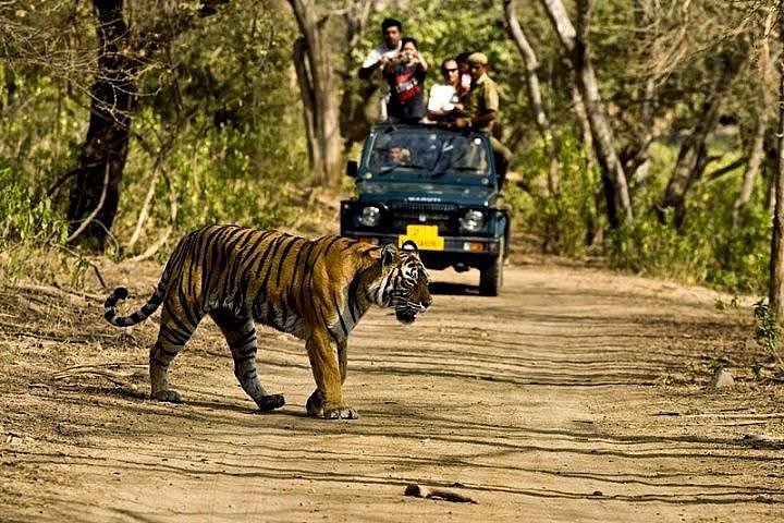 2024 Khajuraho Day Tour: Jungle Safari at Panna National Park and Western  and Eastern Temple