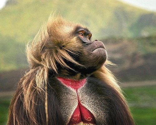 THE 10 BEST Addis Ababa Nature & Wildlife Tours (with Photos) THE 10 BEST Addis Ababa Nature & Wildlife Tours (with Photos)