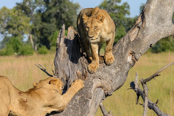 safari de leon