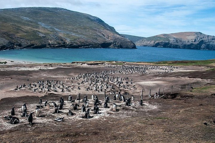 kelper tours falkland islands