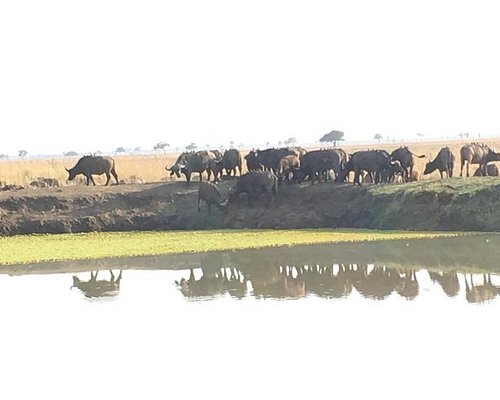 zanzibar escursione safari