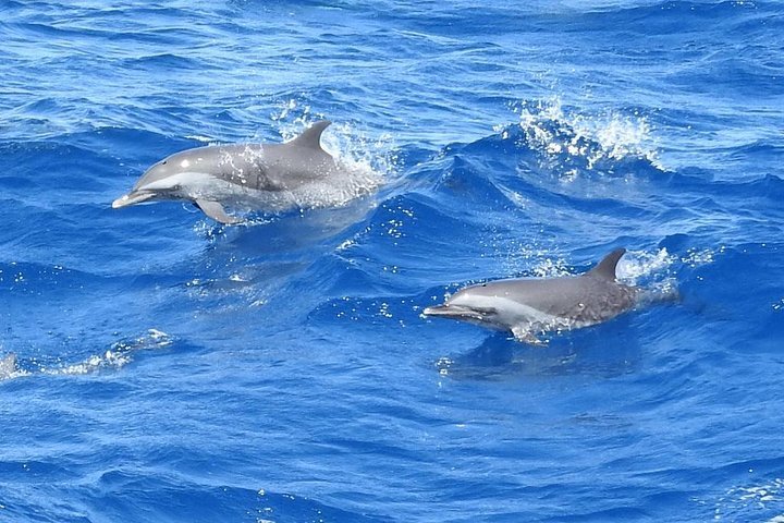 2024 Dolphins, coral reefs, Caribbean coast provided by Schéhérazade