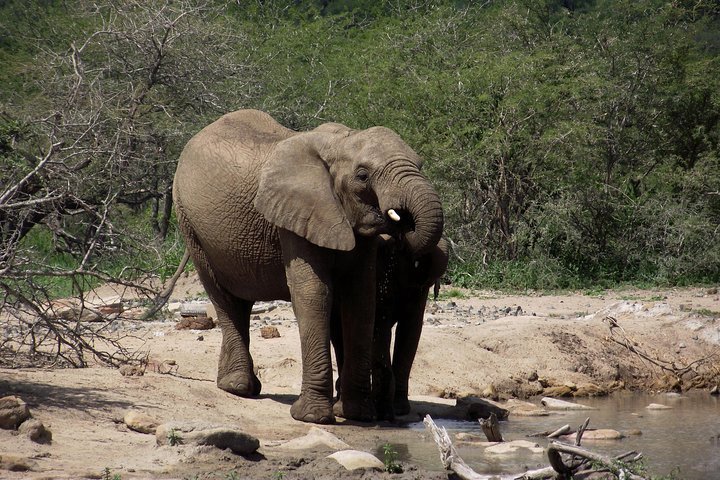 2024 A Full Day Safari Tour to the Hluhluwe Imfolozi Big 5 Game Reserve