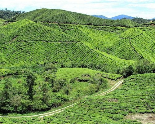 THE 10 BEST Cameron Highlands Tours for 2023 (with Prices) - Tripadvisor