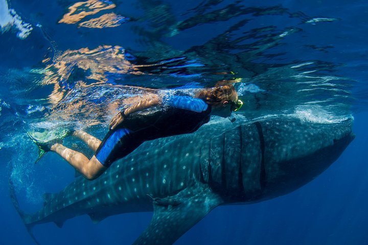 2023 A Lifetime Experience: Whale Shark Snorkeling Tour