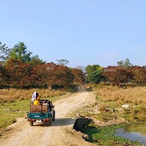 pobitora wildlife sanctuary jeep safari price