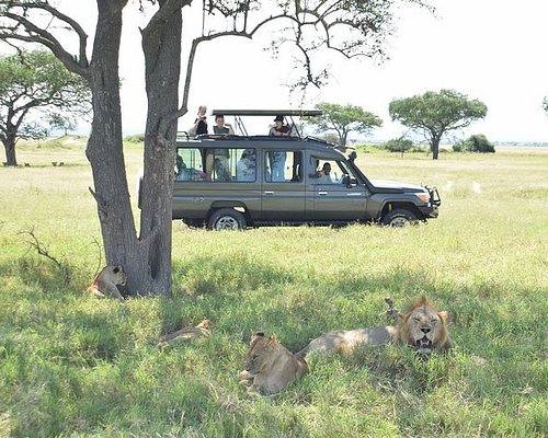 African Diurnal Safaris And Tours Mwanza 2023 Alles Wat U Moet Weten