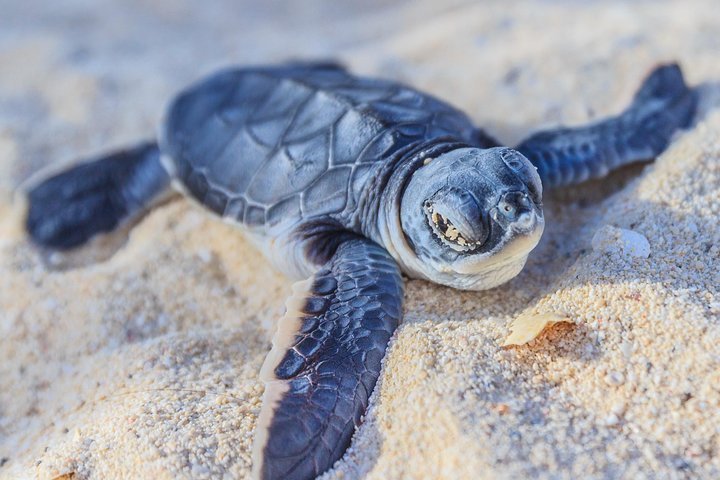 2023 Skip the Line: Sea Turtle Hatchery Centre Mahamodara Entrance Ticket