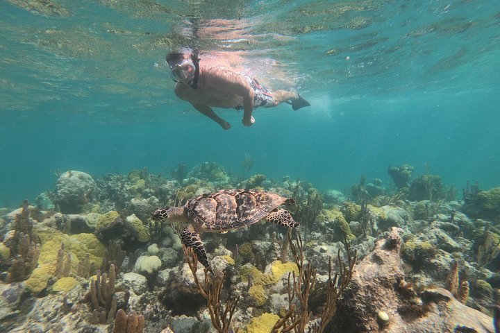 Explore the Wonders of Grace Bay Beach Snorkeling: A Complete Guide