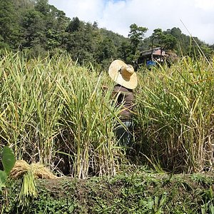 sagada tourist information