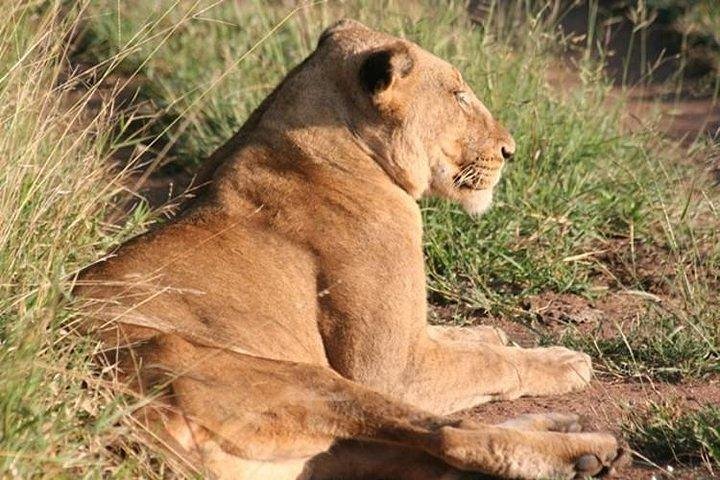 Tripadvisor | KRUGER PARK ZONSONDERGANG SAFARI Uit Hazyview Aangeboden ...