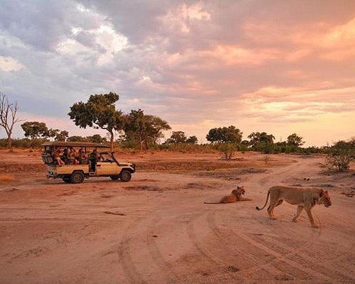 safari i zimbabwe
