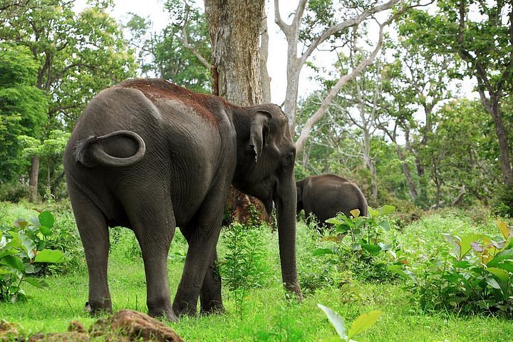 2023 Wildlife Sanctuary and Sightseeing in Wayanad - A Guided Private Tour