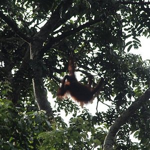 borneo safari experience