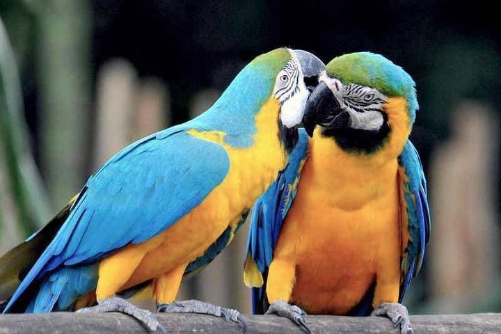 2024 Tambopata Chuncho Macaw Clay Lick 3 Days