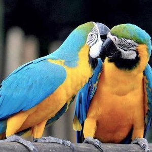 Chuncho Macaw Clay Lick Tambopata National Reserve 旅游景点点评 Tripadvisor