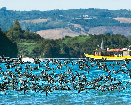 ancud chile tours