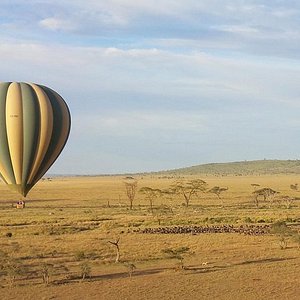 ruaha balloon safaris