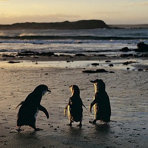 Orator hud fremsætte Phillip Island Nature Parks - Penguin Parade (Summerlands) - 2022 All You  Need to Know BEFORE You Go (with Photos) - Tripadvisor