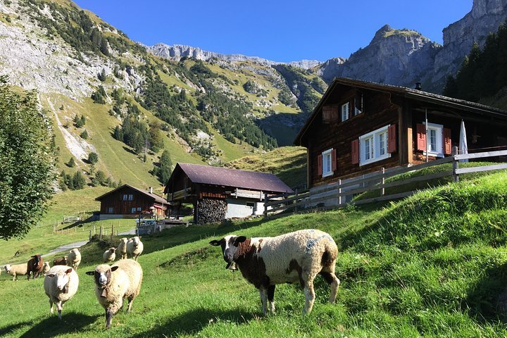 2023 Swiss mountain farming, visit the remote homes, caress cattle