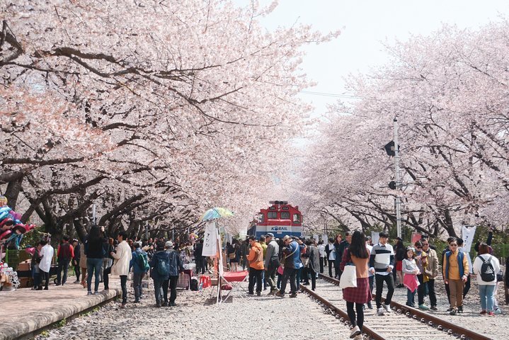 2023 Jinhae Cherry Blossom Festival Day Tour(from Busan)