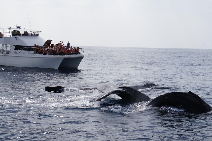 2024 Naha Whale Watching   Caption 