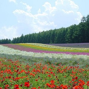 22年 美瑛町で絶対外さないおすすめ観光スポットトップ10 定番から穴場まで トリップアドバイザー