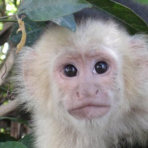 Funny face from a Spider monkey - Picture of Bahia Rica Fishing and Kayak  Lodge, Paquera - Tripadvisor