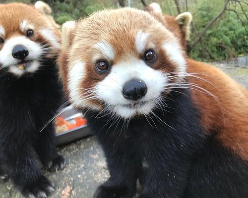panda tours china