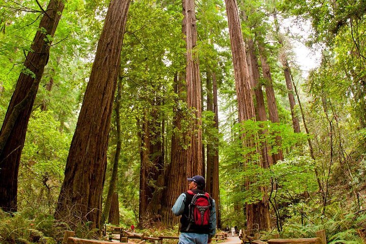 2024 Redwoods of Marin and Mt. Tamalpais Walking Tour with Local Guide