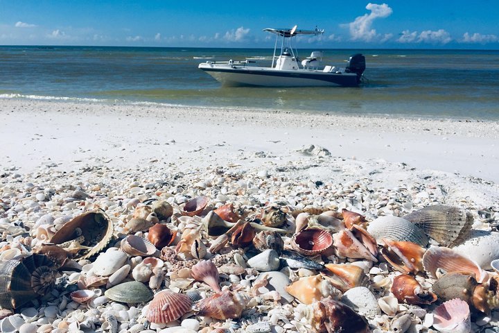 Discover the Best Shelling Tours in Myrtle Beach