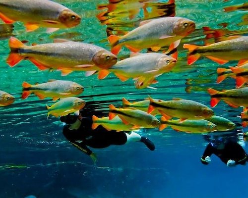 The best time to visit the Pantanal - Bonito Way