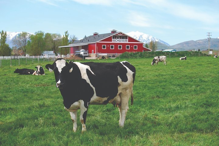 2024 Meet the Cows - Dairy Barn Tour