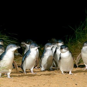 melbourne city walking tour