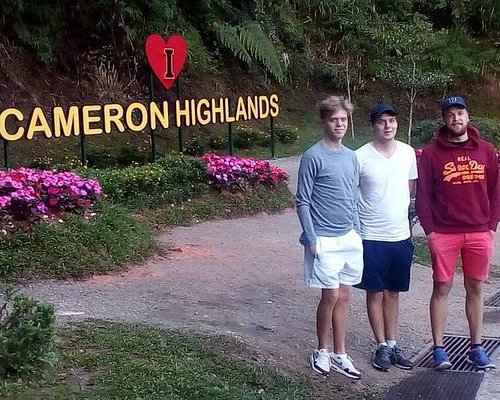 trip ke cameron highlands