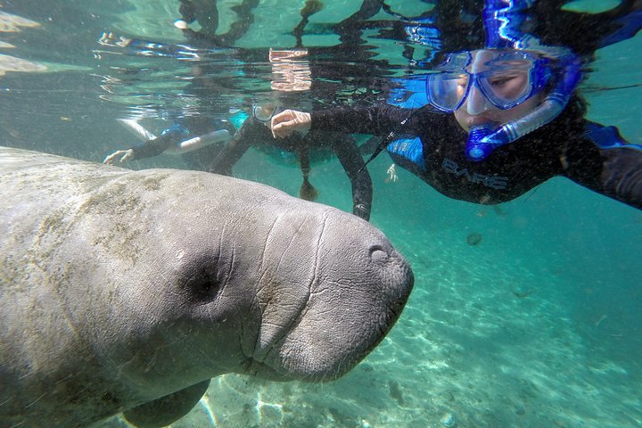 2023 Manatee Snorkel Tour with In-Water Divemaster/Photographer