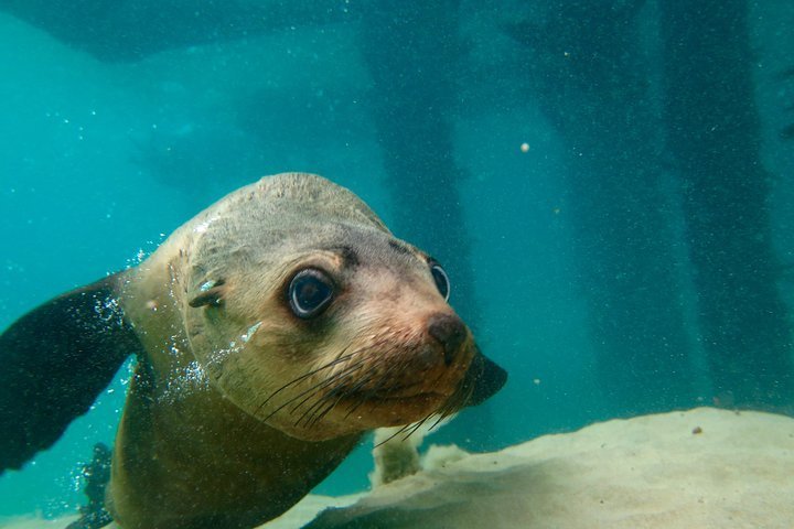 2023 Dolphin and Seal Swim Reef Snorkel Boat Tour Mornington Peninsula