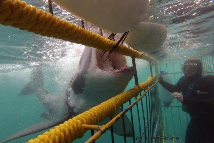 2024 Shark Cage Diving and Viewing in Kleinbaai