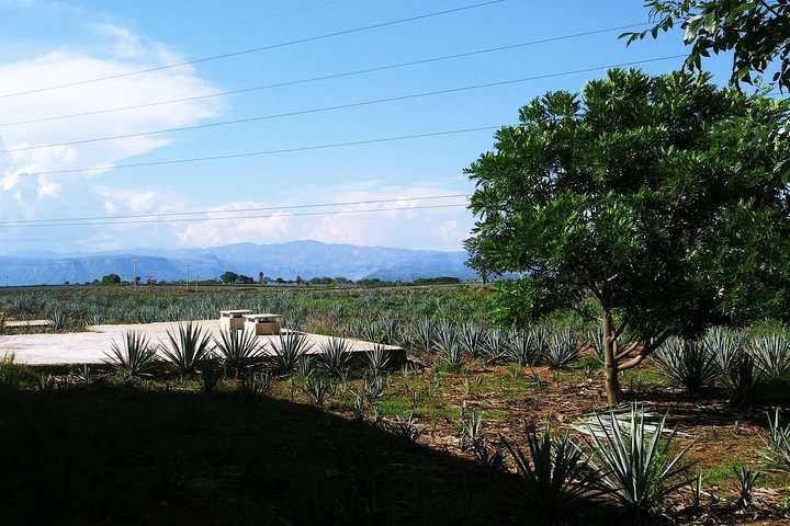 2024 Guadalajara Basic Tequila Tour   Caption 