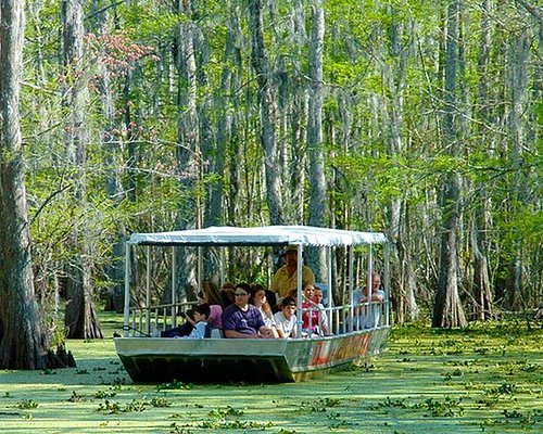 Anbefalede Underholdning Kvæle THE 10 BEST New Orleans Nature & Wildlife Tours (with Photos) - Tripadvisor
