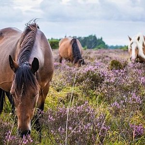 new forest tourist sites