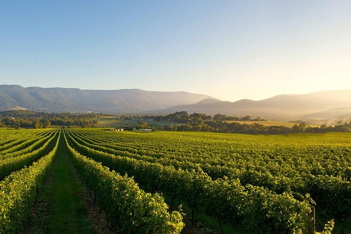 Best yarra on sale valley wine tours