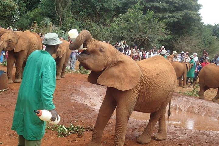 Tripadvisor | 大象孤儿院和长颈鹿中心在内罗毕| 肯尼亚
