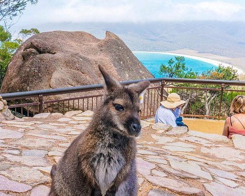 scenic tours of tasmania